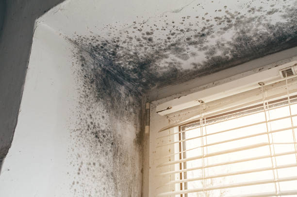 Affordable Black Mold Remediation solutions in Riva, MD